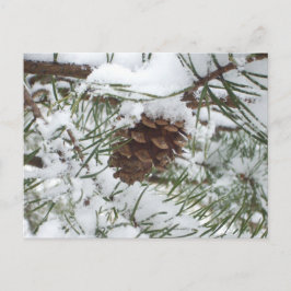 Cartão Postal Snowy Pine Cone I Winter Nature Photoshop