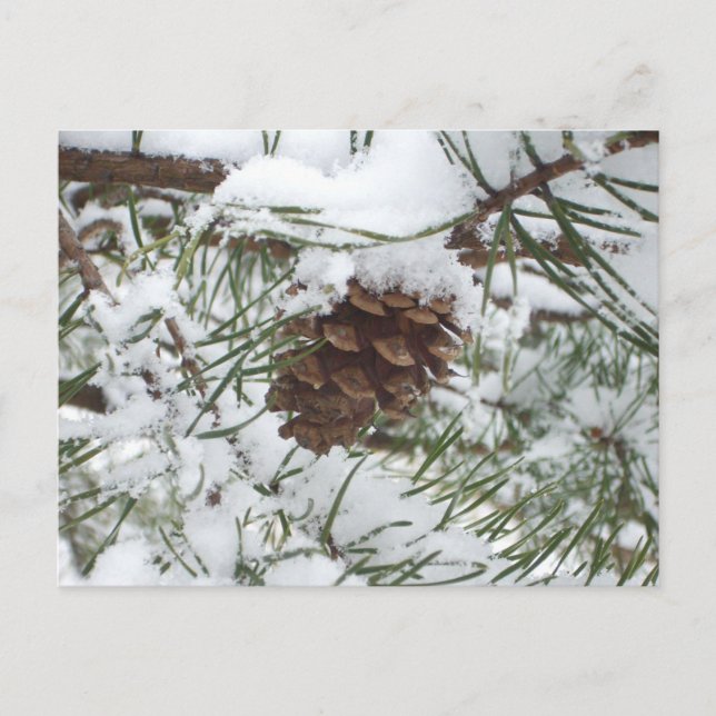 Cartão Postal Snowy Pine Cone I Winter Nature Photoshop (Frente)