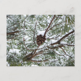 Cartão Postal Snowy Pine Cone II Fotografia de inverno