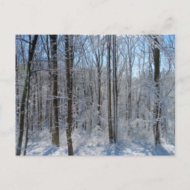 Cartão Postal Snowy Poplar Forest I (Frente)