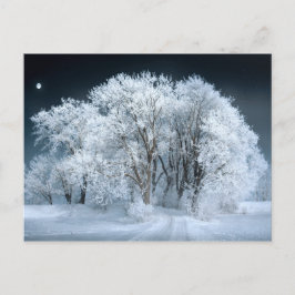 Cartão Postal Snowy Road através de árvores Foscos