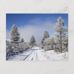Cartão Postal Snowy Track e Pine Trees, Cambrianos, perto de Rua