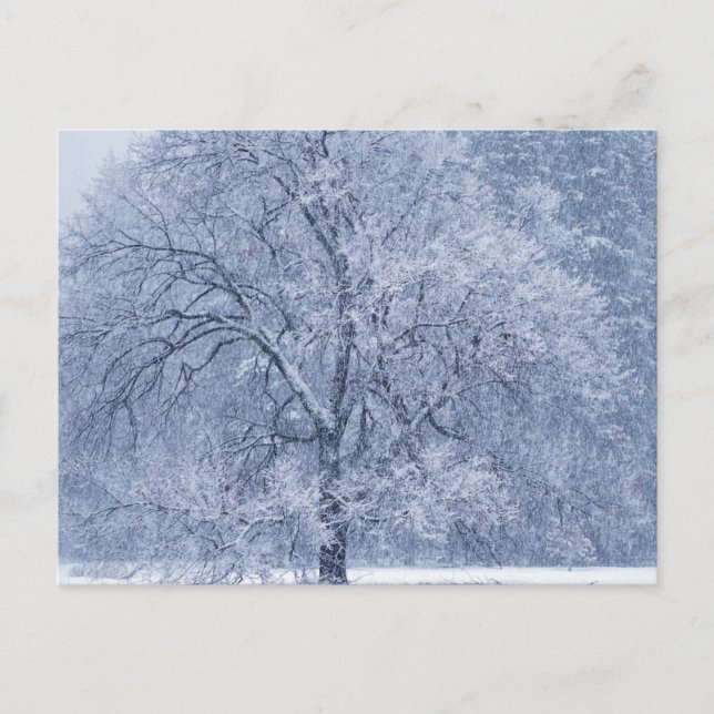 Cartão Postal Snowy Tree Winter Frozen Scene (Frente)