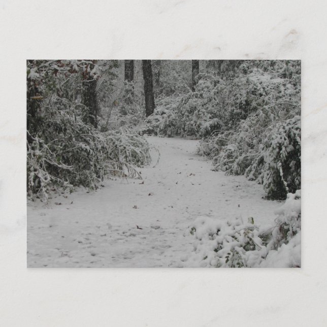 Cartão Postal Snowy Woods (Frente)