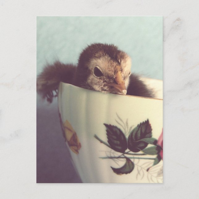 Cartão Postal Só estou a chillin (Frente)