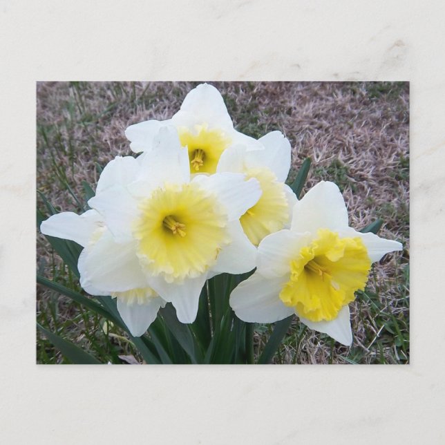 Cartão Postal Só um pequeno Daffodil... (Frente)