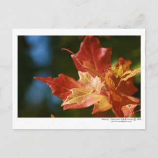 Cartão Postal Soando o Sol