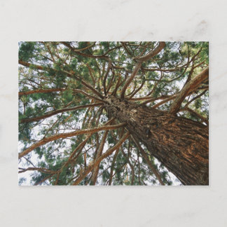 Cartão Postal Sob a árvore