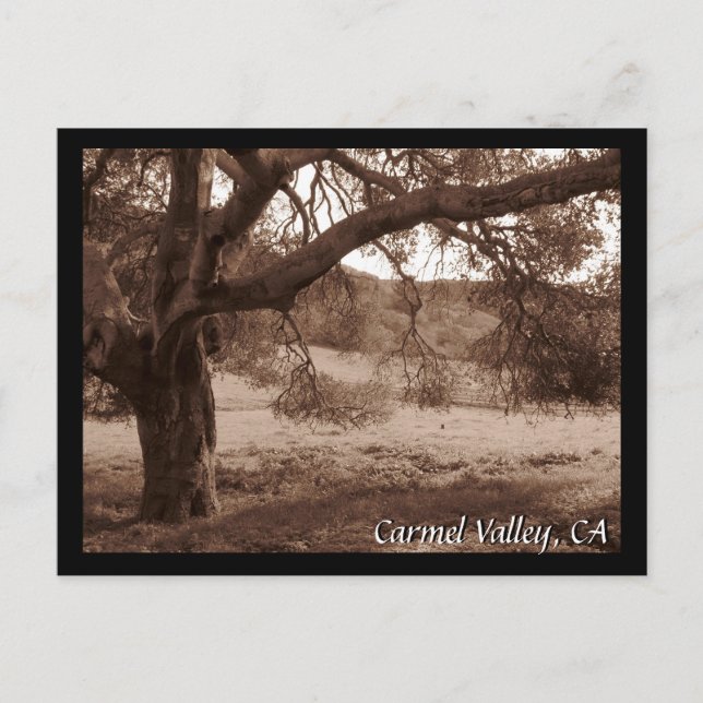 Cartão Postal Sob o Cartão-postal Oaks (Frente)