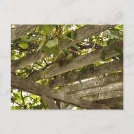 Cartão Postal Sob uma copia de Uvas