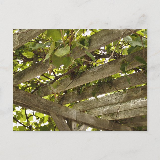 Cartão Postal Sob uma copia de Uvas (Frente)