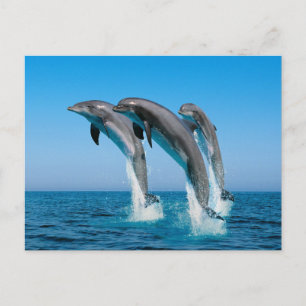 Cartão Postal Sobe Golfinhos