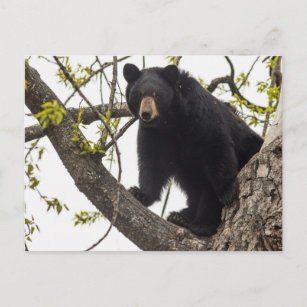 Cartão Postal Sobe Urso Negro