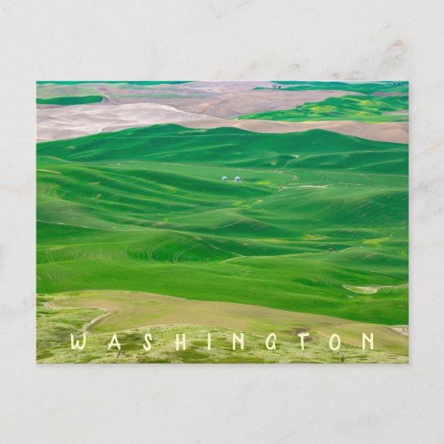 Cartão Postal Sobre o Palheiro Verde do Botão Steptoe (Frente)