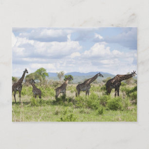 Cartão Postal Sobre safari no Parque Nacional de Mikumi na Tanzâ