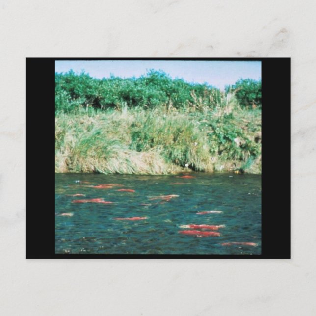 Cartão Postal Sockeye Salmon (Frente)