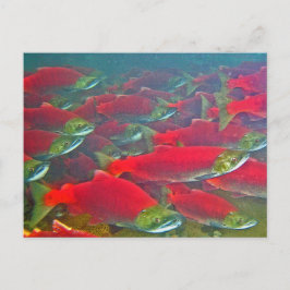 Cartão Postal Sockeye Salmon Spawning Run