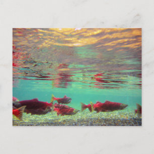 Cartão Postal Sockeye Salmon Underwater
