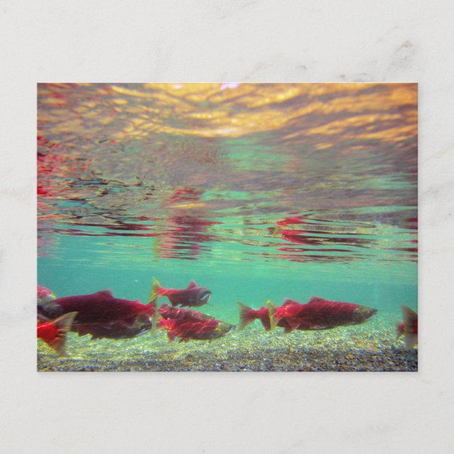 Cartão Postal Sockeye Salmon Underwater (Frente)