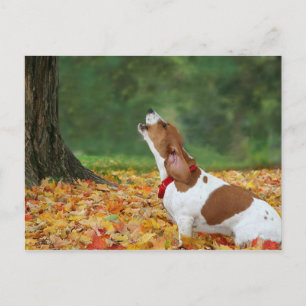 Cartão Postal Soe o alarme