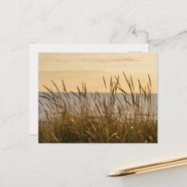Cartão Postal Soft beach grass, uplifting light message