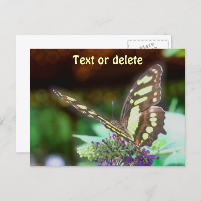 Cartão Postal Soft Butterfly On Flower Nature Photo Personalized (Frente/Verso)