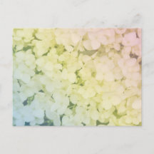 Soft Pastel Rainbow Hydrangea