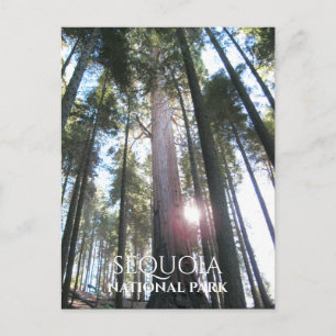 Cartão Postal Sol através das árvores Sequoia Sequoia NP, Califó