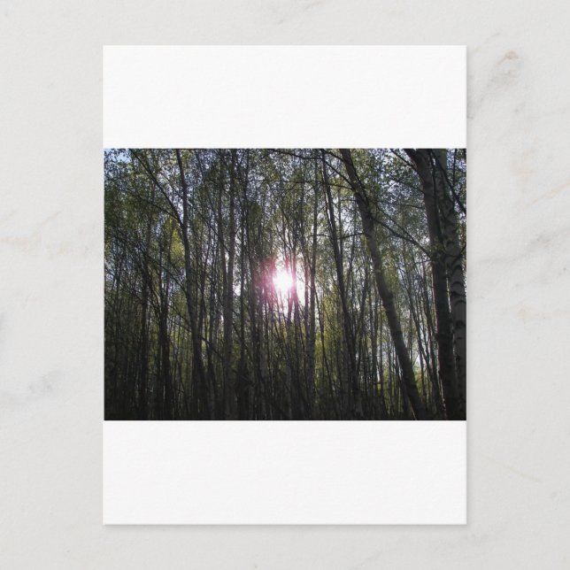 Cartão Postal Sol do Alasca (Frente)