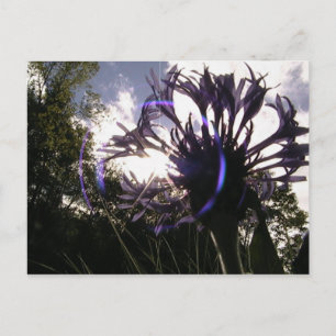 Cartão Postal Sol do botão do solteiro