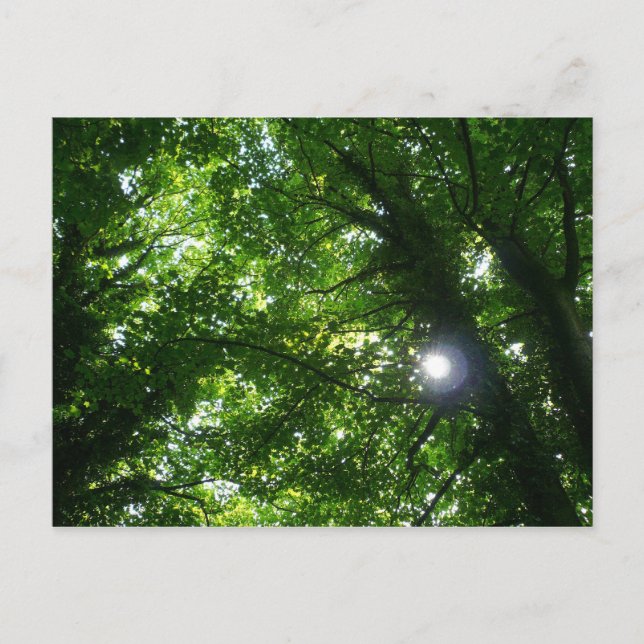 Cartão Postal Sol nas Árvores (Frente)