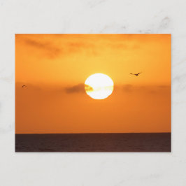 Cartão Postal Sol por cima do oceano: pelicano
