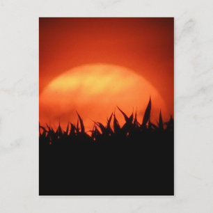 Cartão Postal Sol vermelho atrás da grama preta