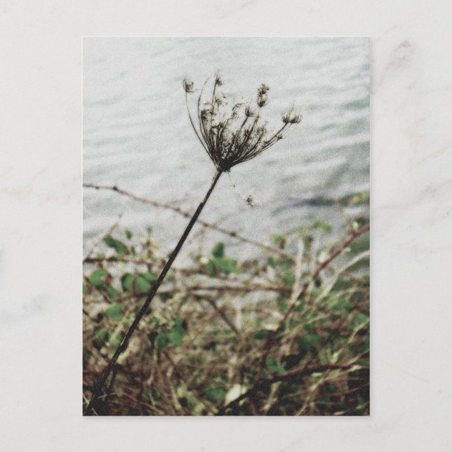 Cartão Postal solidão (Frente)