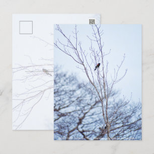 Cartão Postal Solista