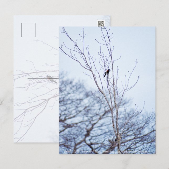 Cartão Postal Solista (Frente/Verso)