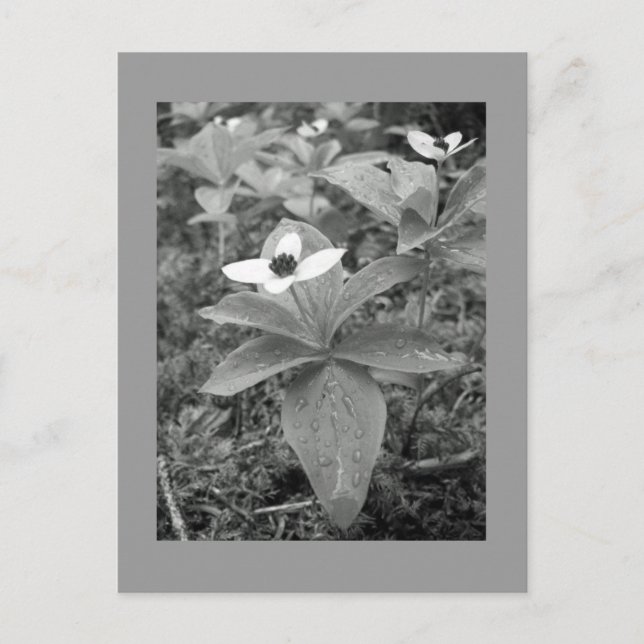 Cartão Postal Solitário (Frente)