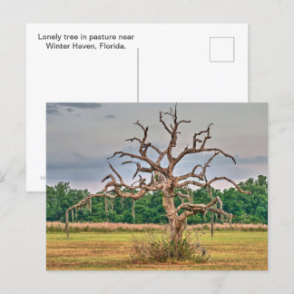 Cartão Postal Solitário Winter Haven, Flórida