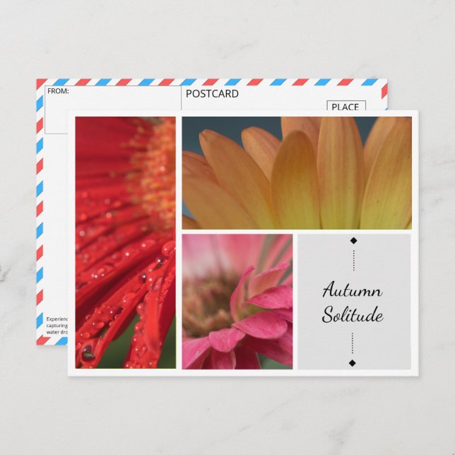 Cartão Postal Solitude do outono - Cartaz das Gotas de Água Flor (Frente/Verso)