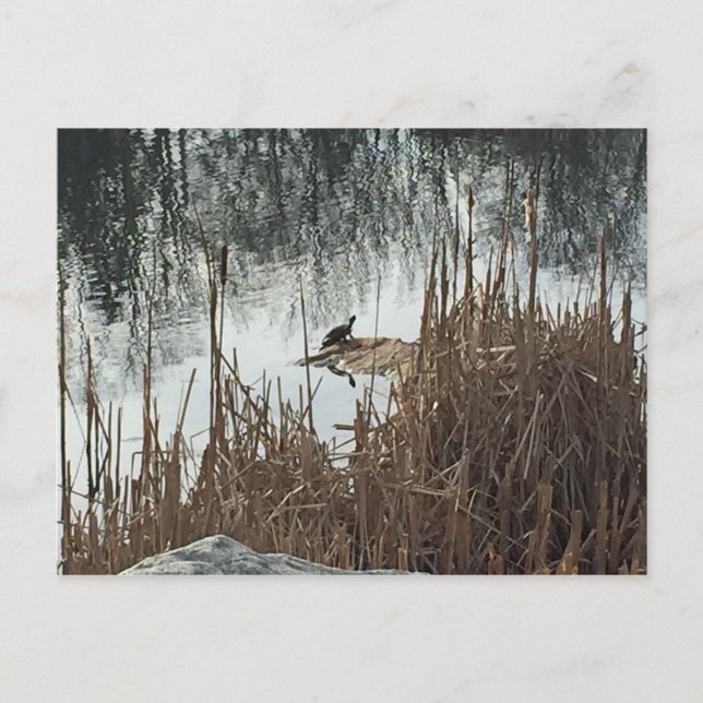 Cartão Postal Solstício de inverno (Frente)