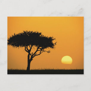Cartão Postal Solteiro Acacia, silhueta ao nascer do sol, Masai