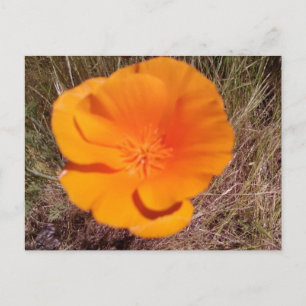 Cartão Postal Solteiro Poppy
