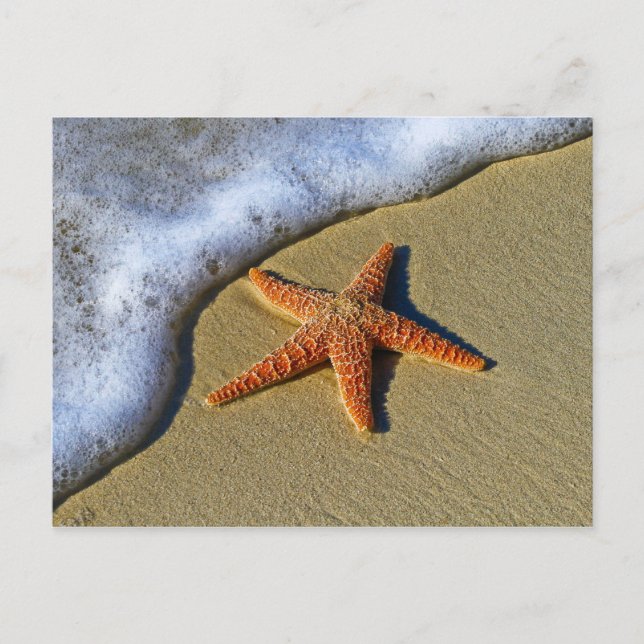 Cartão Postal Solteiro Starfish na praia (Frente)