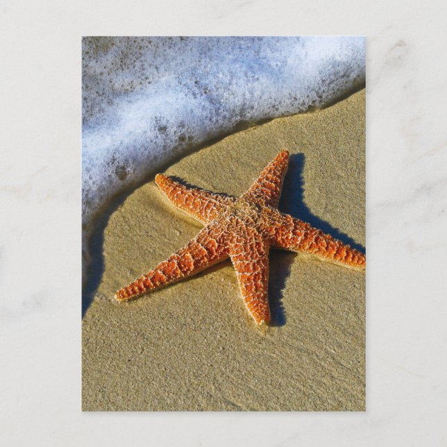 Cartão Postal Solteiro Starfish na praia (Frente)