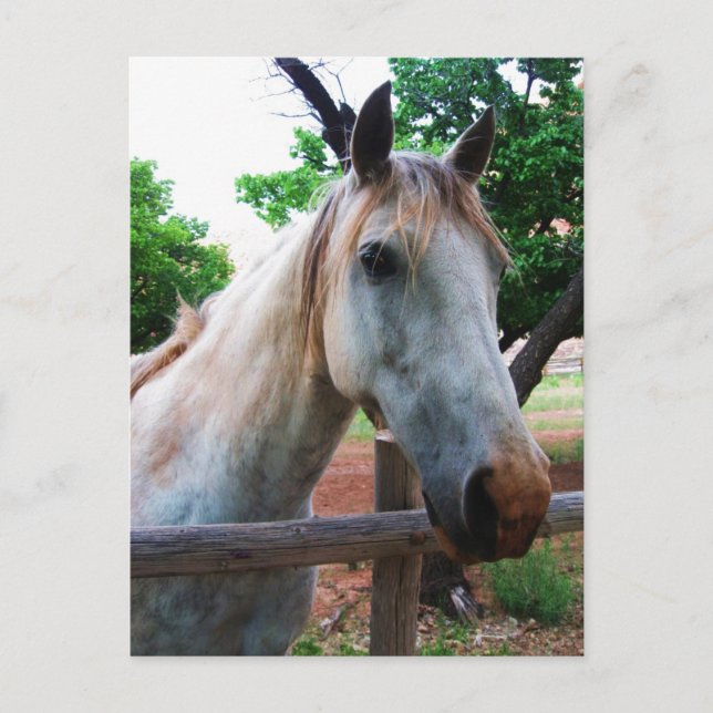 Cartão Postal Sombra (Frente)