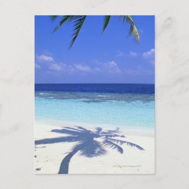 Cartão Postal Sombra da Árvore Palm (Frente)