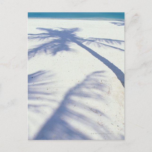 Cartão Postal Sombra da Árvore Palm 2 (Frente)