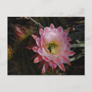 Cartão Postal Sombra da Manhã