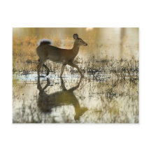 Sombra de Veado Branco