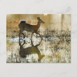 Cartão Postal Sombra de Veado Branco